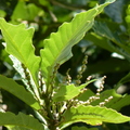 2018植物園(8月之後)