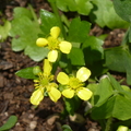 2024.04-06月.植物園