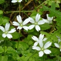 2014福山植物園