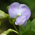 2024.04-06月.植物園