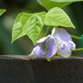 2024.04-06月.植物園