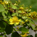 2015福山植物園