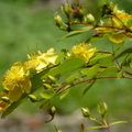 2015福山植物園