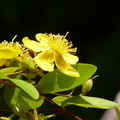 2015福山植物園