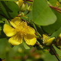 2015福山植物園