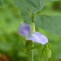 2024.04-06月.植物園