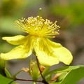 2015福山植物園