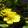 2015福山植物園