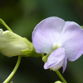 2024.04-06月.植物園