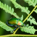 2014昆蟲