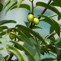 2024.04-06月.植物園