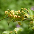 2024.04-06月.植物園