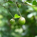 2018植物園(8月之後)