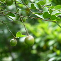 2018植物園(8月之後)