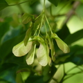 2020.2月.植物園