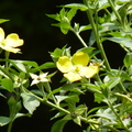 2024.04-06月.植物園