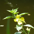 2024.04-06月.植物園