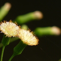 2016.1-3植物