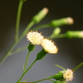 2016.1-3植物