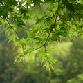 羽扇槭(日本槭)