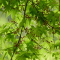 羽扇槭(日本槭)
