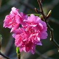 2016櫻花