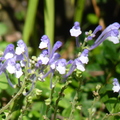 2020.10.26植物園