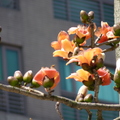 三月的花