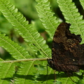 2015蝴蝶