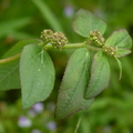 2015植物
