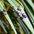 2017植物(1-3月)