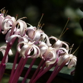 2017植物園