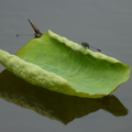 2023.03-06月.植物園