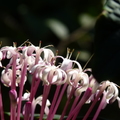 2017植物園