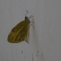 2015蝴蝶