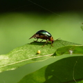 2014昆蟲