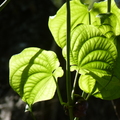 2020.10.26植物園