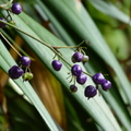 2017植物(1-3月)