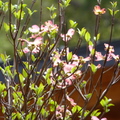 大花四照花