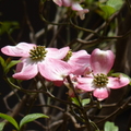 大花四照花