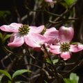 2019.04.22金鱗湖.由布院