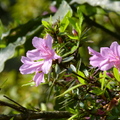 2016福山植物園