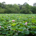 2024.04-06月.植物園