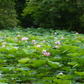 2024.04-06月.植物園