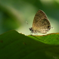 2016蝴蝶