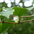 2024.04-06月.植物園