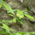 樟科-山胡椒屬(黑文字)