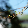 2017植物園