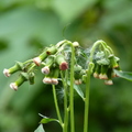 2016野花野草