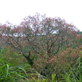 2023.08月.陽明山(二子坪.冷水坑.大屯自然公園....)